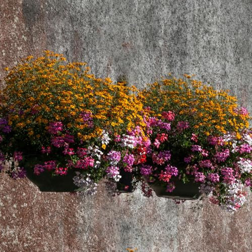 Annual & Perennial Flower Seed Mat Discs Perfect for Hanging Baskets - 5 Pack 12 Disc