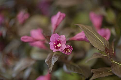 Weigela florida 'Minor Black' 40–50 cm – Winterhart, Mehrjährig, Pflegeleicht – Weigelie – Zierstrauch für Garten & Beet