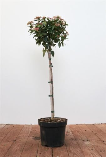 Lorbeer-Schneeball ab 80 cm Stämmchen Viburnum tinus immergrün Kübelpflanze