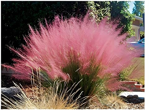 Stauden Gänge 10 x Muhlenbergia capillaris im 1 Liter Topf (Ziergras/Gräser/Winterhart/Mehrjährig/Staude) Rosa Haargras - Rosa Wolken, die den Garten verzaubern - Blickfang