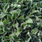 Funkie Francee - großer Topf - Hosta fortunei