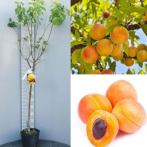 SAVINI VIVAI Plantes fruitières Plante d'abricot Porche en pot 22-24 cm 2-3 ans Hauteur 130-150 cm