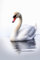 Acryl-Bild 30 x 50 cm: Schwan auf weißem Hintergrund (217412039)