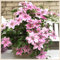 Clematis zwiebeln mix,Clematis pflanze,Clematis-Knolle winterharte mehrjährige Kletterpflanze, dekorativer Garten, blühend im Frühling-15zwiebeln-A