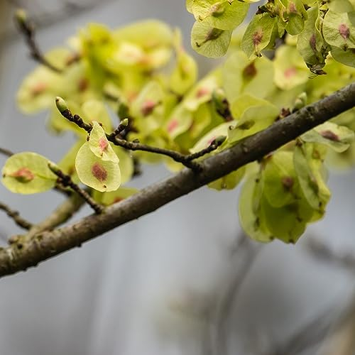 45 pcs Ulme Samen, Bäume Garten Winterhart (Ulmus pumila) Bonsai Baum Stauden Winterhart Mehrjährig Grünpflanzen Zimmerpflanzen Gartenpflanzen Winterhart Mehrjährig Zimmerbonsai Bonsai