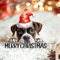 LMMIXEE 2D-Weihnachtsschmuck mit Aufschrift Merry Christmas, flach, 2024, Boxer, Weihnachtsschmuck für Baum, Hund, Haustier, transparent, Acryl, einzigartige Geschenke für Urlaub, Souvenir,