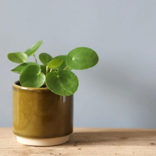 Pilea Peperomioides baby