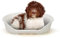 Ferplast Hundebett Katzenbett Kunststoff-Hundebett Medium Hundeliege waschbar Hundekorb atmungsaktiv rutschfest Siesta Deluxe, 74 x 48 x h 25 cm, Weiss