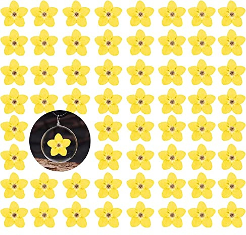Getrocknete Blumen gepresste Vergissmeinnicht Blumen für Harzform, 60 Stück, gelbe natürliche Don't Forget Trockenblumen mit Pinzette für Harzschmuck, Kerzen, Kartenherstellung, DIY-Nagelkunst