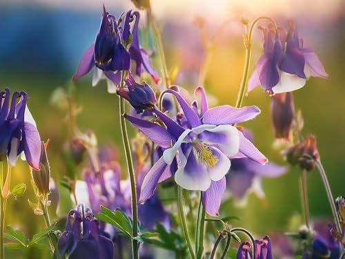 Akelei-Samen (lat. Aquilegia) – Mehrjährige Blütenpracht für Garten, Balkon & Kübel | Rosa & Lila Blüten | Fördert Biodiversität & lockt Bienen an | Samen aus Deutschland