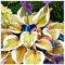 Premium Hosta-Pflanzen (Funkien) - Schattenliebende Staude - Elegante Blattfarben - Einfache Pflege - Perfekt für schattige Gärten-3 zwiebel-E