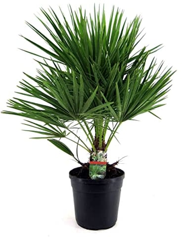 Plant in a Box - Chamaerops Humulis - Palmier nain européen - Pot 21cm - Hauteur 70-80cm