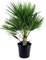 Plant in a Box - Chamaerops Humulis - Palmier nain européen - Pot 21cm - Hauteur 70-80cm