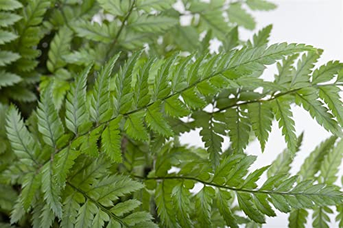 Polystichum tsus-simense 9x9 cm Topf – Immergrün, Mehrjährig, Pflegeleicht – Koreanischer Farn – Schattenpflanze für Beet & Kübel