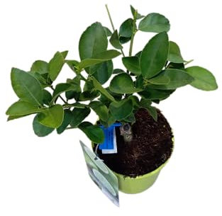 Árbol de Lima Grande y Natural Cultiva Limas Frescas en tu Propio Hogar