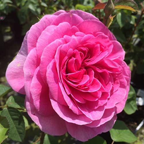Gertrude Jekyll - 5.5lt Potted David Austin Classic English Shrub or Climbing Rose - Stunning Deep Rich Pink Full Double Blooms, Highly Fragrant