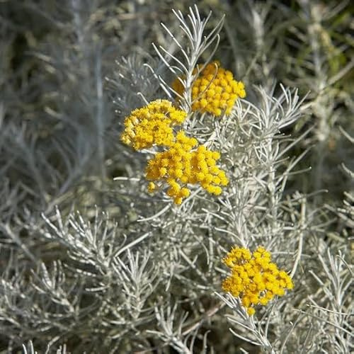 Helichrysum Italicum, Pianta Aromatica Viva Elicriso, Altezza 20 cm, Profumata, Ideale per Giardino Mediterraneo, Uso Interno ed Esterno