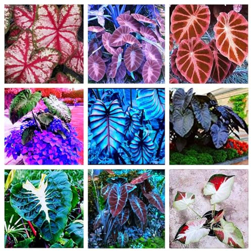 Elefantenohr knollen zwiebeln,Blumenzwiebeln Winterhart Mehrjährig,Elefantenohr Pflanze winterhart,Strelizie Pflanze,Elefantenohr kaufen,elefantenohr blumenzwiebeln winterhart.-3 zwiebeln-greenA