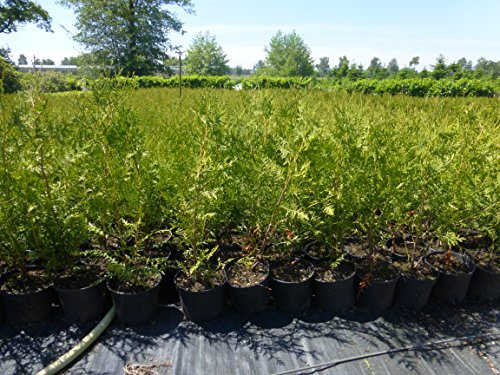 Thuja Lebensbaum Brabant 60-70 cm 75 St. Hecke Heckenpflanze