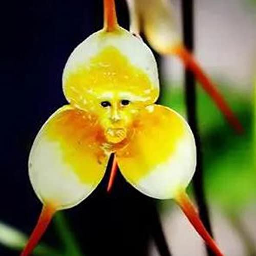 semi di orchidea testa di scimmia - in vaso balcone 120pcs