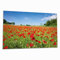 Wallario Herdabdeckplatte/Spritzschutz aus Glas, 2-teilig, 80x52cm mit 13 mm hohen Füßen, für Ceran- und Induktionsherde, Mohnblumenfeld- rote Blumen unter blauem Himmel