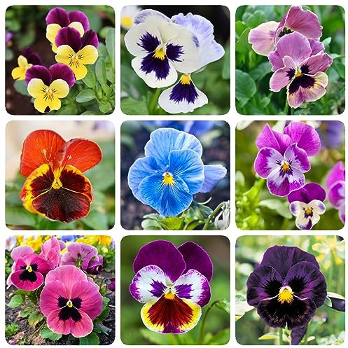 150 pezzi di semi di viole del pensiero, viole del pensiero, piante rare, coltivare piante (viola tricolore) semi di fiori, bomboniera, piante da balcone, fiori selvatici, fiori da balcone,