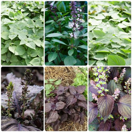200 piezas Semillas de Perilla Shiso - Semillas de hortalizas viejas Semillas de plantas Perilla frutescens, Hierbas Plantas Bonsai Maceta Hierbas de cocina Semillas de hortalizas Planta