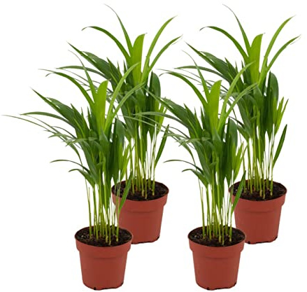 ZynesFlora Areca Dypsis Lutescens 4 Stück im 12 cm Pflanzentopf - Höhe: 40 cm - Goldfruchtpalme Zimmerpalme Zimmerpflanze