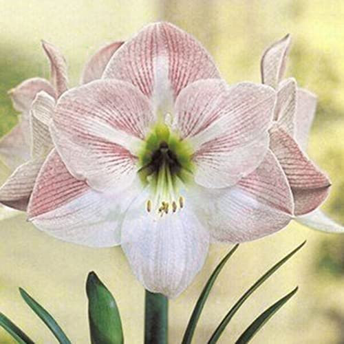 Haloppe 20 Stücke Amaryllis Blumen Pflanzen Samen für Hausgarten Pflanzen, Amaryllis Samen Landschaftsbau Amaryllis Samen für Garten Weiß