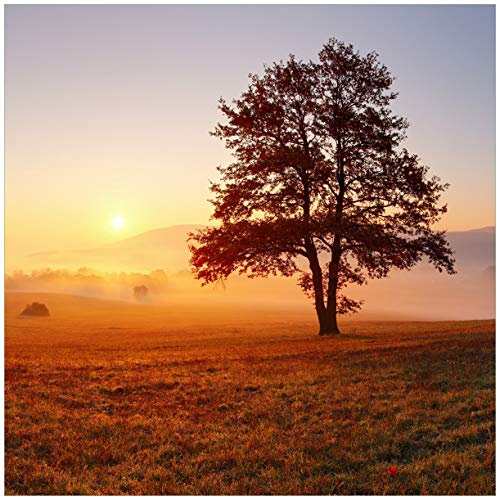 Wallario Glasbild Sonnenaufgang über der Wiese mit Nebel - 55 x 55 cm Wandbilder Glas in Premium-Qualität: Brillante Farben, freischwebende Optik