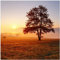 Wallario Glasbild Sonnenaufgang über der Wiese mit Nebel - 55 x 55 cm Wandbilder Glas in Premium-Qualität: Brillante Farben, freischwebende Optik