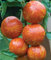 Ponak Neue frische 15 Stück rote Gemüse-Tomatensamen