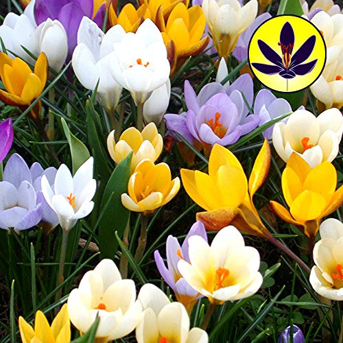 Gardeners Dream Krokusse Zwiebeln Winterhart Mehrjährig Mix (5 Stk.) - Farbenfrohe Krokus-Arten Mischung - Krokus Zwiebeln zum Pflanzen - Blumenzwiebeln Frühblüher Mix - Frühblüher Zwiebeln
