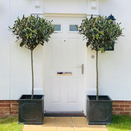 Olive Tree ‘Standard’ - Hardy Tree - Ideal Patio Display - Small Garden Feature - Fruiting - Easy to Grow Your Own - Evergreen Foliage - 1x 24cm Pot - 140-160cm Inc Pot by Thompson and Morgan (1)