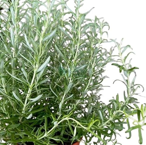 Romero |DECOALIVE | Planta Natural |Rosmarinus | Planta Aromática