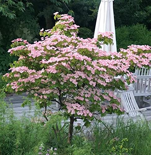 Chinesischer Blumenhartriegel Rosabella 40-60cm - Cornus kousa - lebende Gartenpflanze aus den Baumschulen