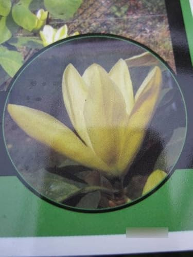 Magnolia Daphne - Magnolie Daphne - 80-100