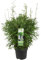 Bambù – Fargesia 'Moontars'® Boobux – 70 cm – Ø29 – pianta da esterno