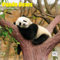 Dayplanner Publishing Panda Bears Kalender 2025, großer quadratischer Wandkalender, 16 Monate, Pandabären, Geschenk, Wildtierkalender