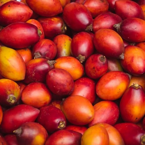 tamarillo baumtomate - gartendeko für draußen steingartenpflanzen winterhart wintergemüse anzucht kaufen gewächshaus balkon nachhaltige geschenke exotische kletterpflanzen bio 200samen