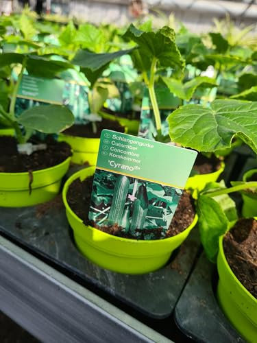 Schlangengurke Dominica F1 Premium Gurke robust & ertragreich (1)