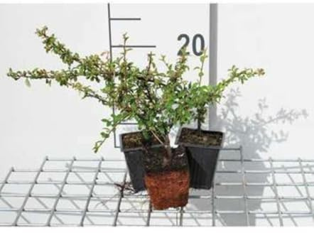 12 x Cotoneaster suec. Skogholm - Skogholm-Zwergmispel - Topf 9 cm x 9 cm