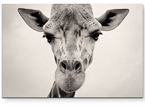 Paul Sinus Art Leinwandbilder | Bilder Leinwand 120x80cm Kopf einer Giraffe in freier Wildbahn – Nahaufnahme