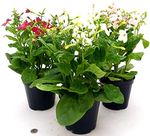 POWERS TO FLOWERS - NICOTIANA, PIANTA DEL TABACCO, 3 PIANTE, VASO 14CM DIAMETRO, piante vere