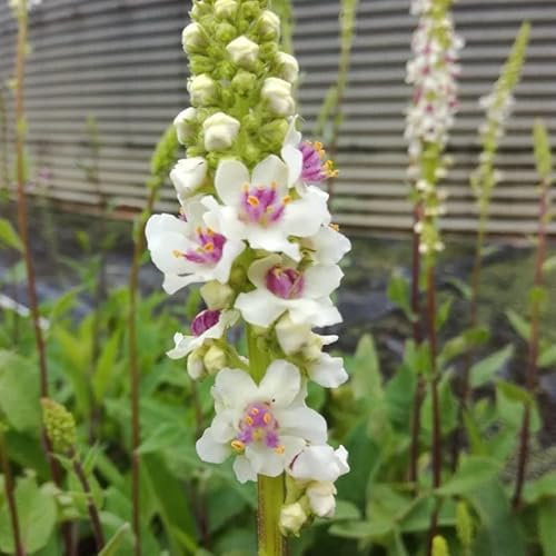 6x Chaixs Königskerze 'Album' - Verbascum chaixii ‘Album’ - Topf 9x9cm