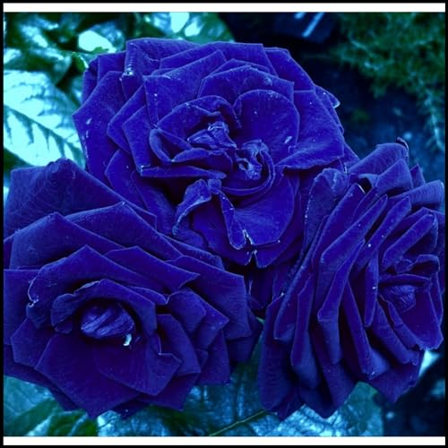Rosen pflanzen zwiebeln,lange Blütezeit,winterhart Mehrjährig,haben einen hohen Zierwert,rosafarbene Zwiebel,rosen pflanzen kaufen,lila rose,Rosenrhizom,schwarze rosen pflanzen.-4zwiebeln-D