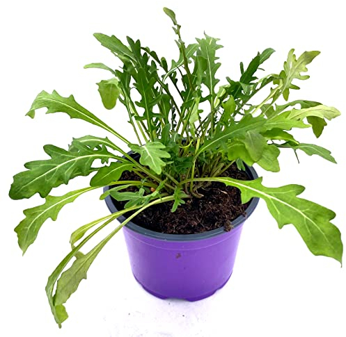 Rucola Diplotaxis tenuifolia Gemüse Pflanze 3stk.