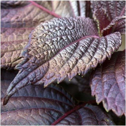 Paquete de 300 semillas, Rojo Shiso Semillas (Perilla frutescens)