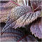 Paquete de 300 semillas, Rojo Shiso Semillas (Perilla frutescens)