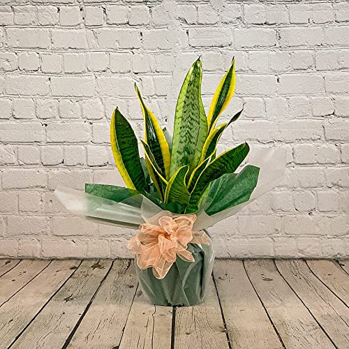 Sanseveria Mother in Law's Tongue Houseplant Real Indoor Plant for Office, Home, Bedroom, Kitchen and Living Room, Perfect for Clean Air, Delivered Next Day